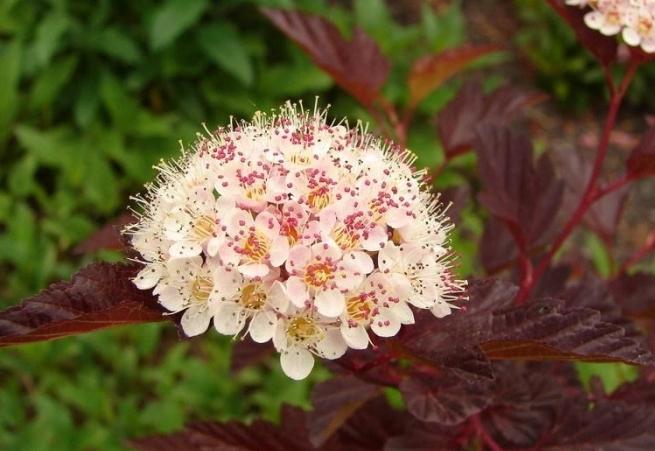 Vesicerodel de arbustos decorativos: plantio e cuidado