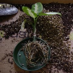Dieffenbachia - reprodução e transplante de uma planta