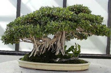 Ficus caseiro de variedade