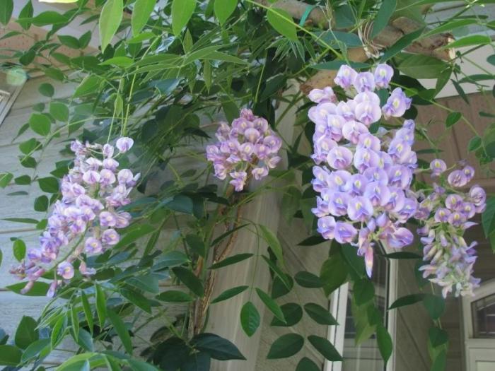 Wisteria na foto dos subúrbios