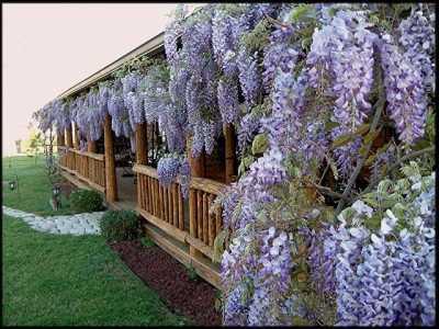 Wisteria 