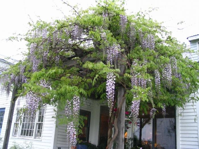 Wisteria nos subúrbios