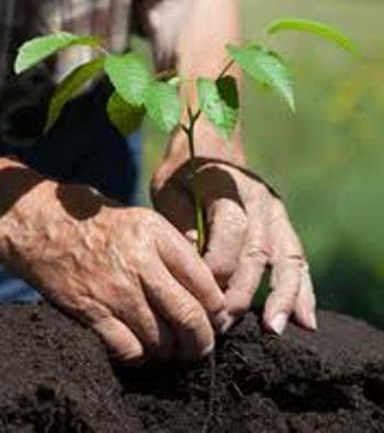 como plantar um jardim de mirtilo