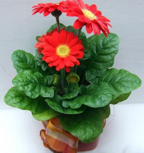 A beleza orgulhosa da gerbera: crescendo a partir de sementes