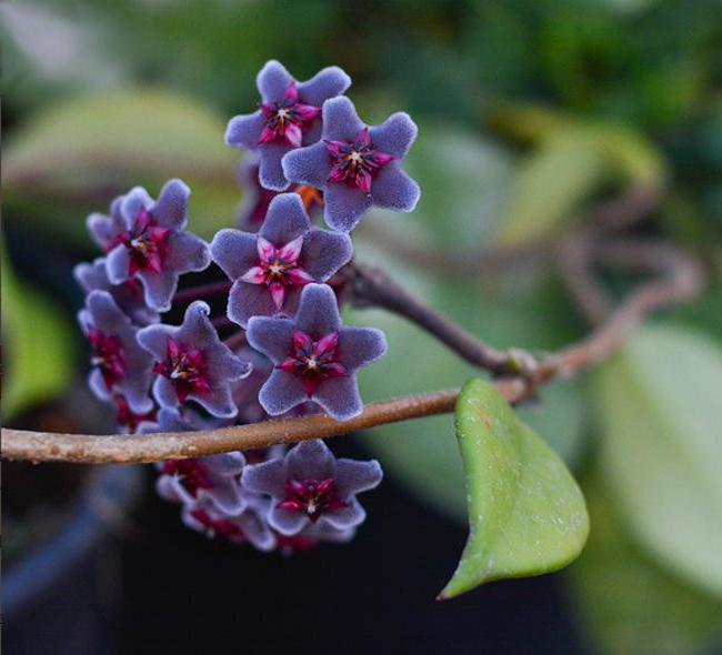 Hoya (flor): como se preocupar em casa, características de transplante e recomendações