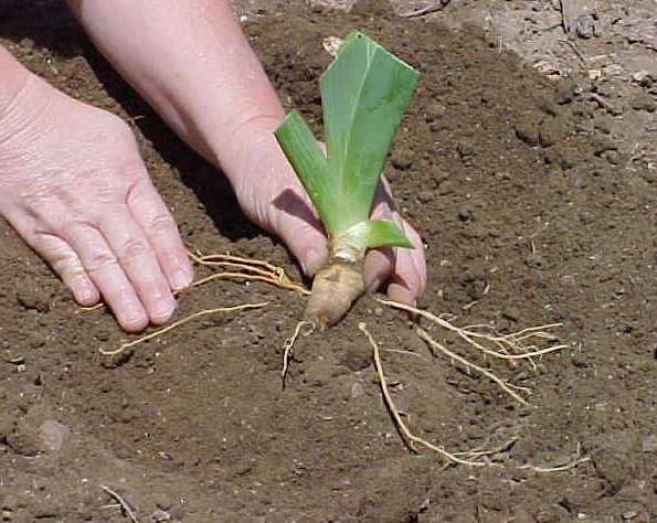 Iris Bearded: Plantando e Cuidados