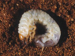 Como se livrar da larva do bug de maio? Dicas práticas para jardineiros