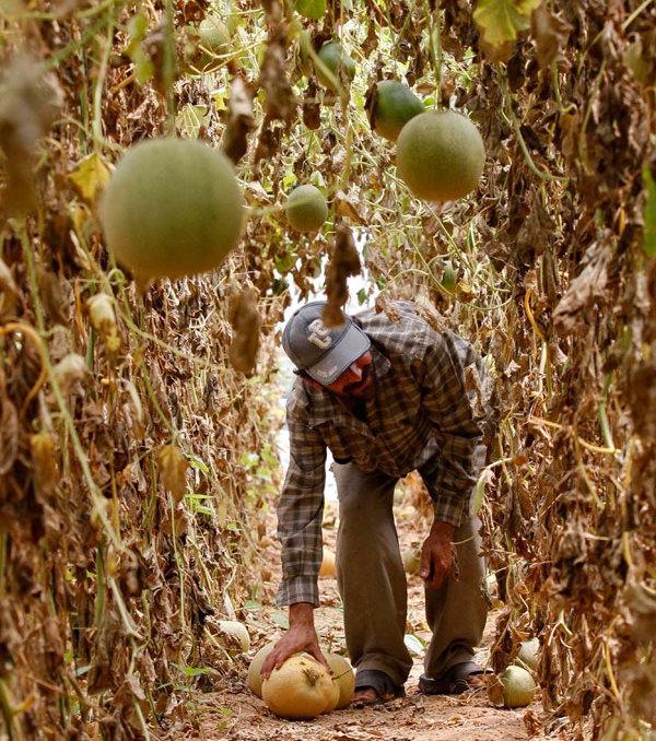 Como produzir cultivo de melão