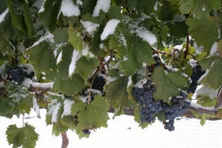 Abrigo de uvas para o inverno