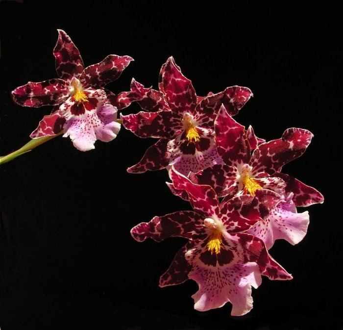 Cumbria - uma orquídea para aqueles que estão cansados ​​de phalaenopsis