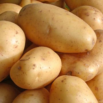 Blueberry Potato - Espécies e Regras de Cuidados