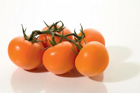 Melhores sementes de tomate para uma estufa de policarbonato