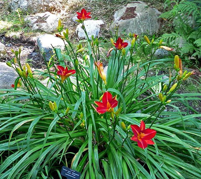 O daylily favorito não floresce. Por que isso está acontecendo?