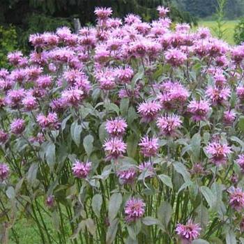 Monarda - cultivando uma planta