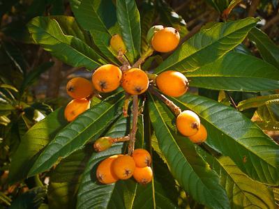 Loquat mexicano