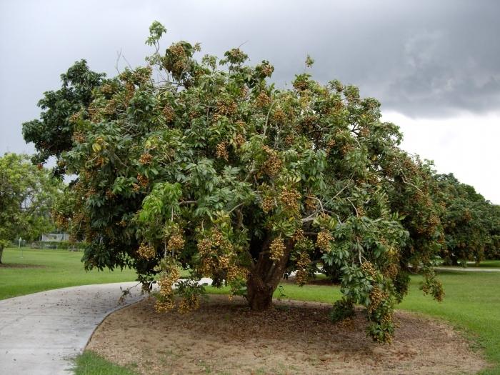 Loquat japonês