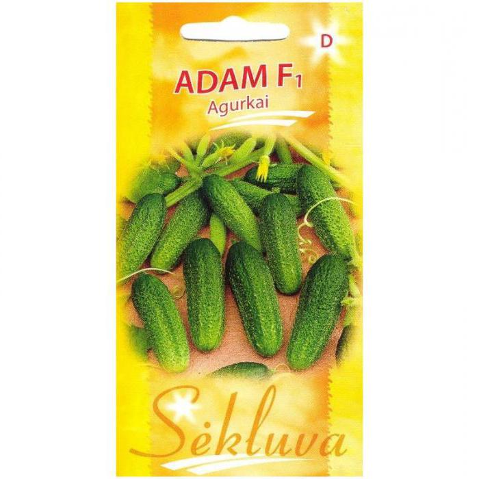 pepino adam