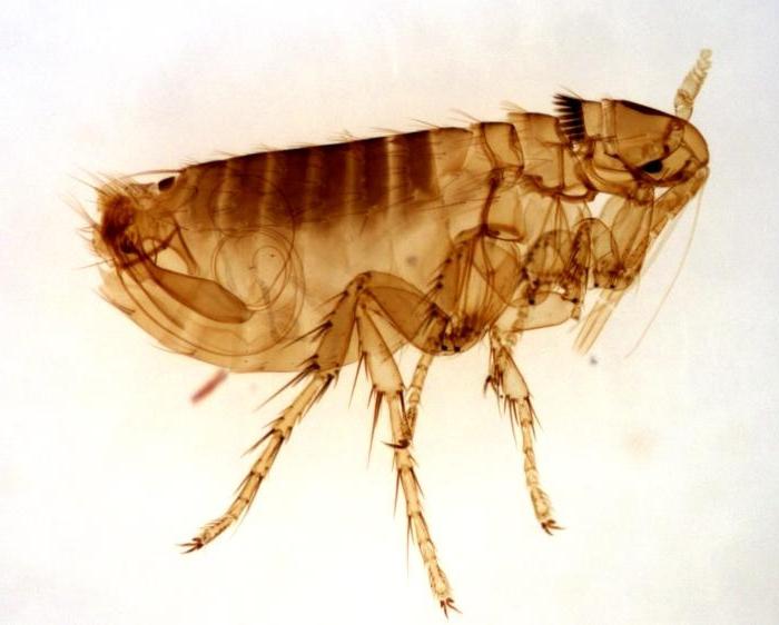 Por que as pulgas mordem uma pessoa e como lidar com elas?