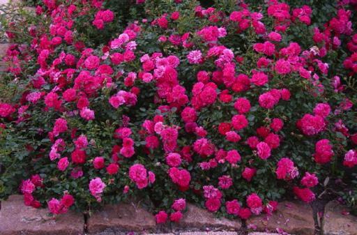 Rosas de cobertura vegetal (plantar e cuidar)