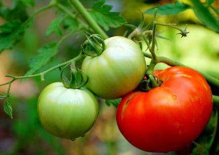 Plantando um tomate no chão aberto e uma estufa. Dicas para agricultores de caminhões