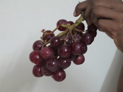 plantação de uvas na embreagem