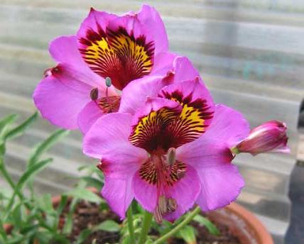 cuidado de alstroemeria