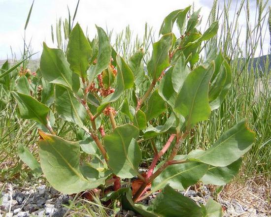 Sorrel: crescendo no país