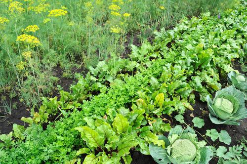 compatibilidade de diferentes hortaliças em canteiros plantados 