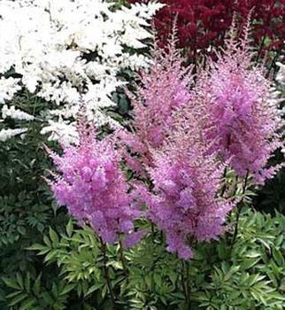 Flores de sombra para o jardim: lírios do vale, hospedeiros, astilbe