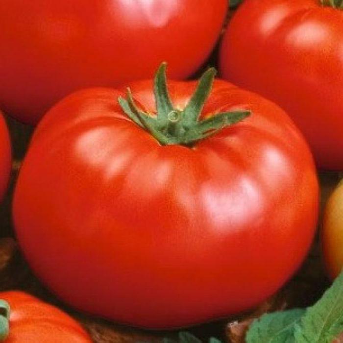Tomate Thick Jack: Variety Description