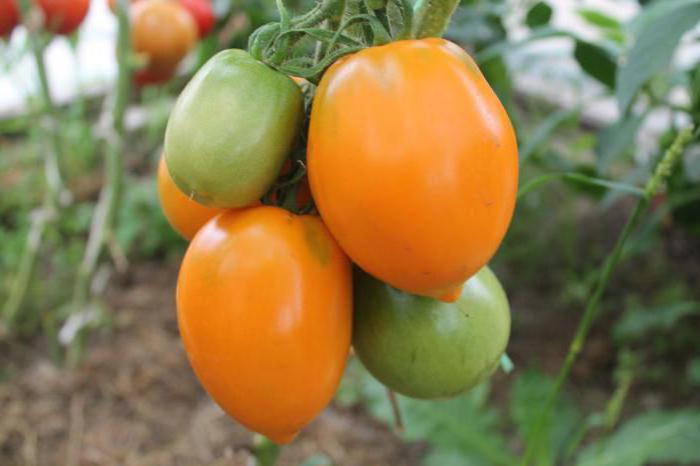 Tomate "bronzeado do sul" - o líder entre os amarelos