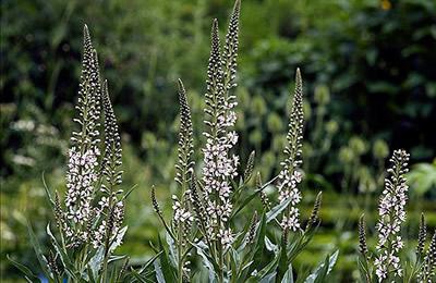 Verdeinik lily-of-the-valley: descrição, cuidado, cultivo, rega e avaliações