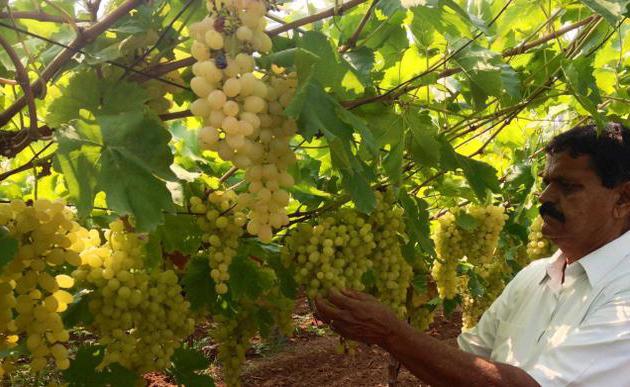 Uvas Galahad, suas vantagens e nuances de reprodução