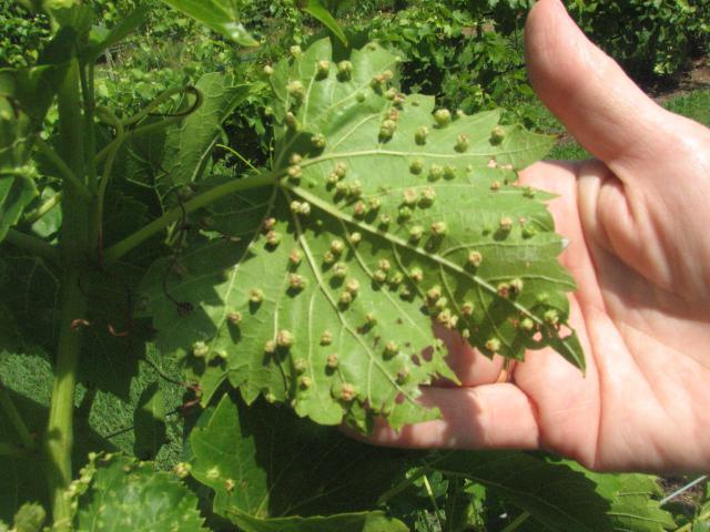 Camaleão das uvas: uma descrição da variedade, foto