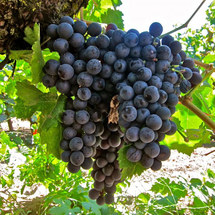 Grape Strashensky: caracterização da variedade