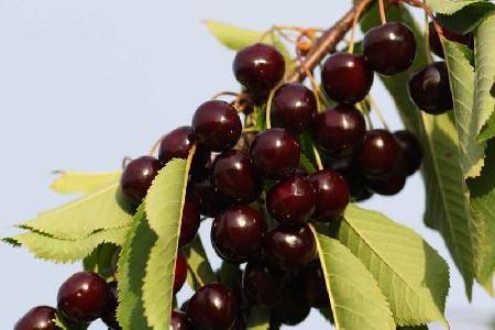 variedades de cereja de frutas próprias