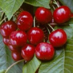 Cherry-auto-fruta. Variedades para qualquer região