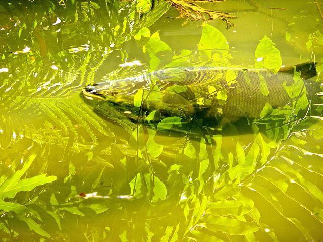 Pegue um peixe em um sonho em uma vara de pescar