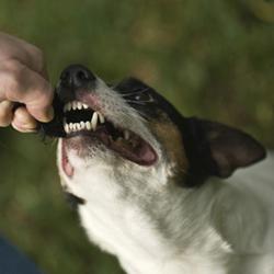 Um cão mordido em um sonho - o que é isso?