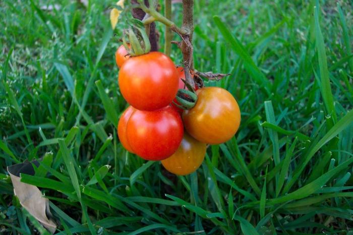 Tomates para o inverno