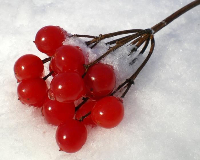 como manter o viburnum do inverno