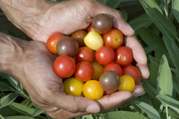 Ovário estimulador de frutas é universal como uma planta 