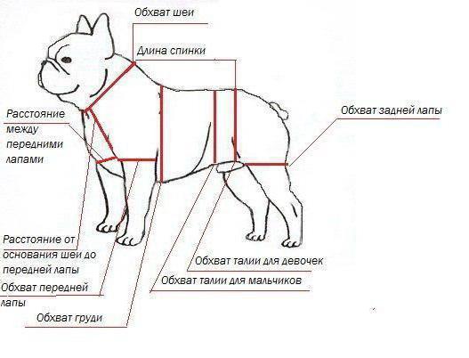 macacões para cães