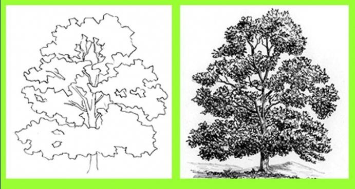 Como desenhar uma árvore: aulas de mestrado para todos os gostos