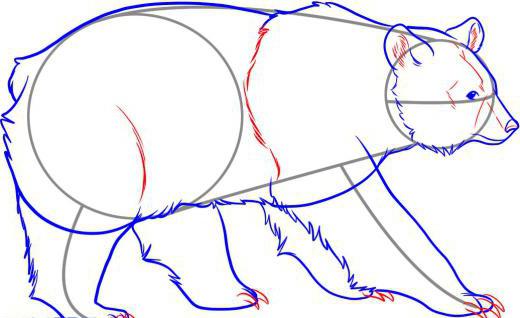 como desenhar um urso a lápis, passo a passo 