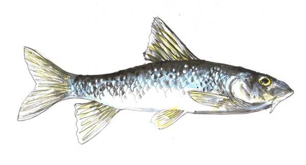 saltykov shchedrin um minnow sábio