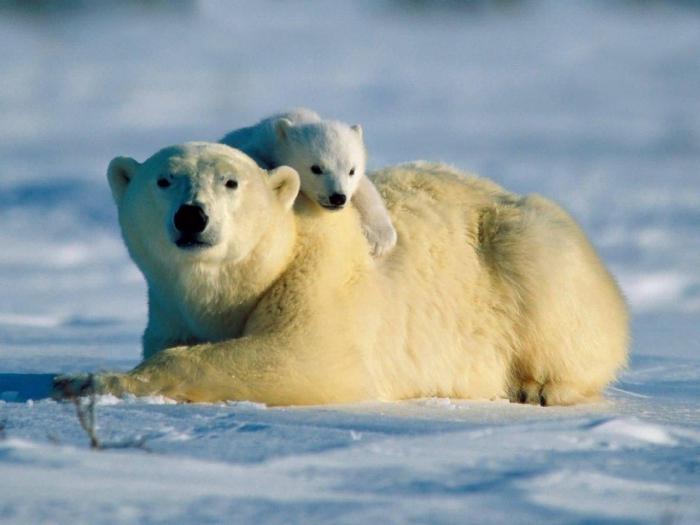 onde vive o urso polar