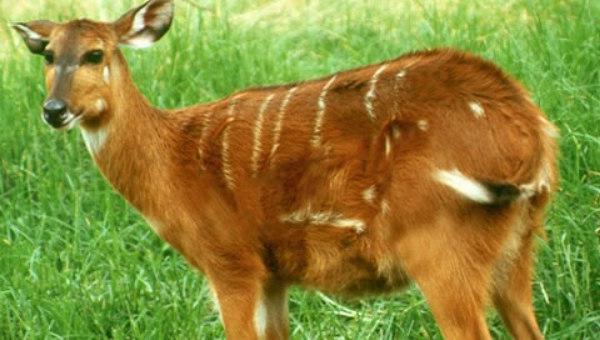 Antílope africano é um animal incrível do continente quente