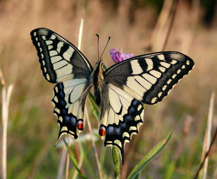 borboleta