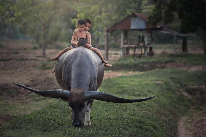 Água de búfalo: descrição, habitat. Homem e búfalo